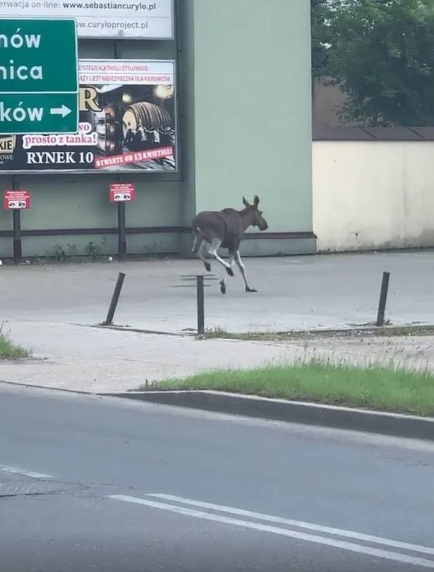 Łoś przy ul. Dąbrowskiego - czwartek