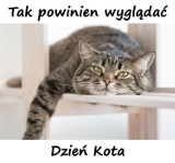 Dzień kota 2022. Najlepsze MEMY z okazji światowego Dnia Kota. Te koty poprawią humor każdemu