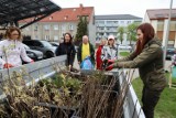 Leśnicy w Szczecinku rozdają sadzonki. Trwa akcja w Nadleśnictwie [zdjęcia]