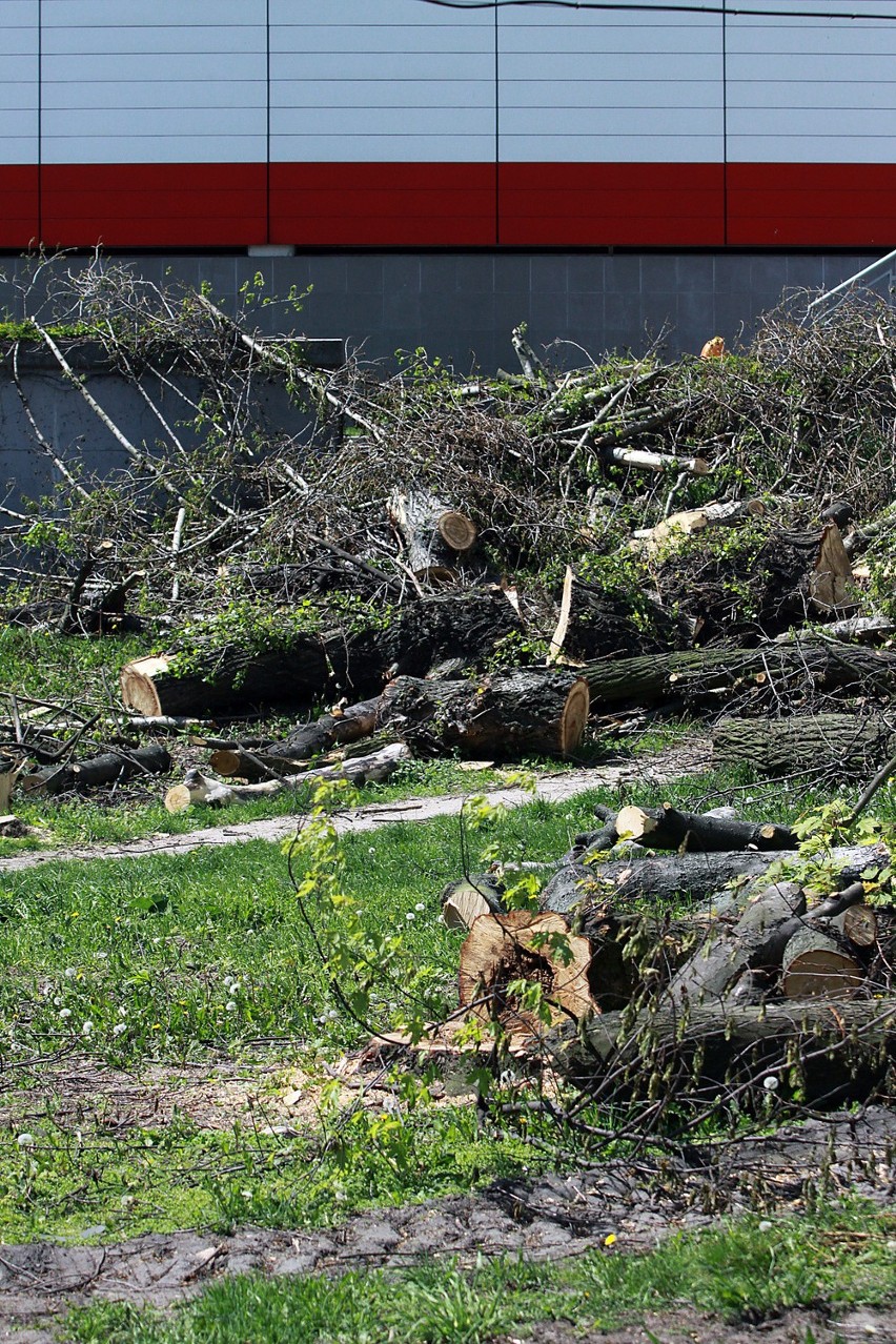 Łodzianin wyciął 140 drzew. Musi zapłacić 15 mln zł kary