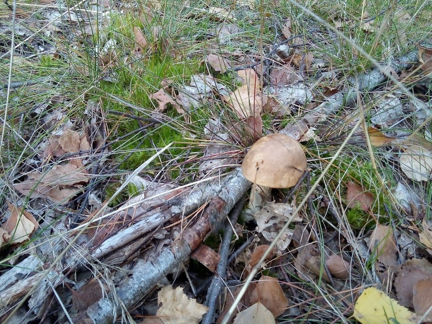 Grzyby pojawiły się w lasach pod Kosobudzem, gmina...