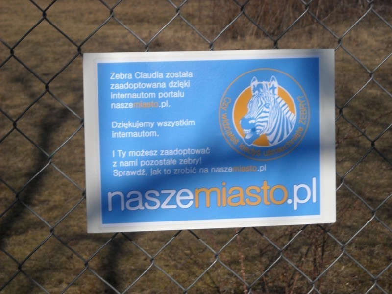 Naszemiasto.pl adoptowało zebrę z poznańskiego ZOO [ZDJĘCIA, WIDEO]