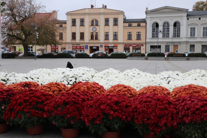 W Wągrowcu powstają dekoracje z chryzantem wykupionych od lokalnych producentów 