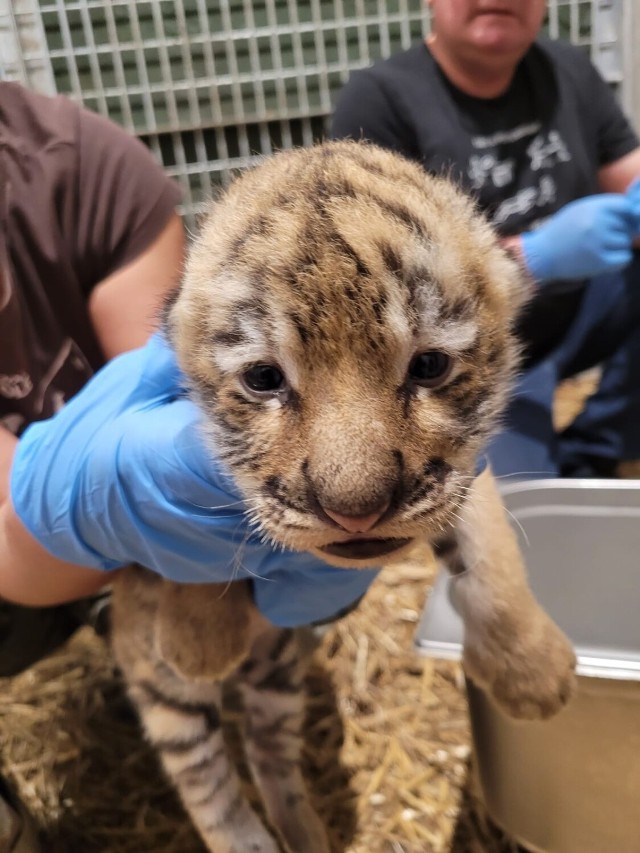 W opolskim zoo na świat przyszły małe tygrysy. Czterotygodniowe maluchy mają się dobrze.