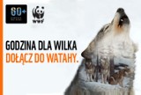 Zawyj dla wilka w Poznaniu. Ogólnopolska akcja w obronie wilków [WIDEO, ZDJĘCIA]