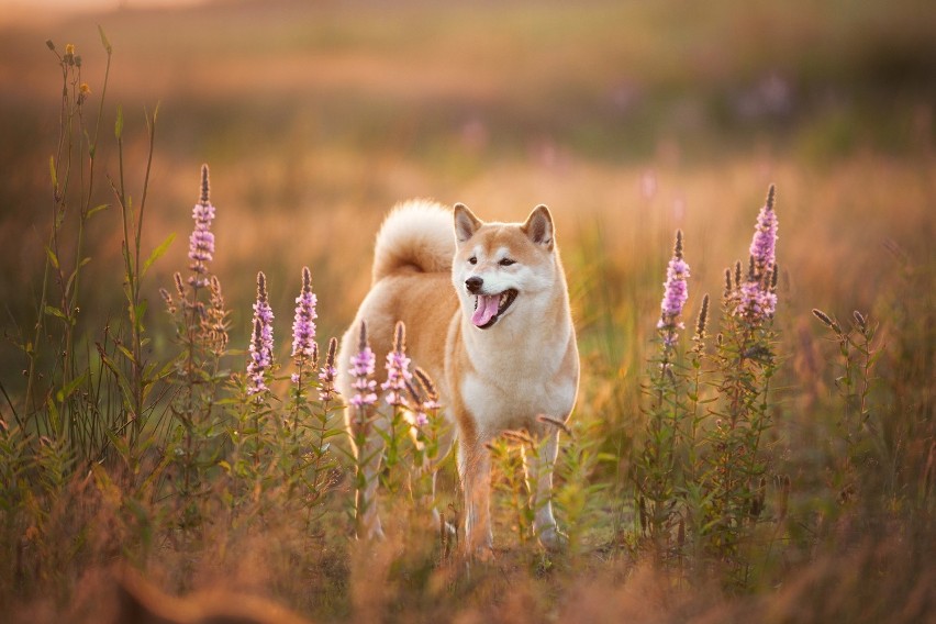 Shiba inu...