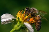 Zgnilec amerykański, choroba pszczół miodnych w Sosnowcu. Teren miasta został uznany za obszar zapowietrzony