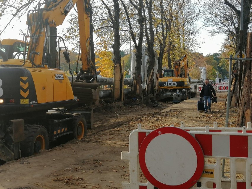 97 drzew przy Zdrojowej w Kołobrzegu ma pójść pod topór. Jest wniosek magistratu