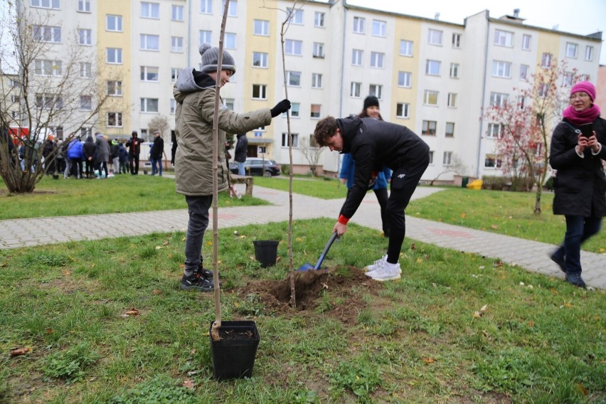 Kolejna akcja sadzenia drzew w Kielcach. W ramach projektu "10 akcji nasadzeń - Przyjazne Kielce" zazieleni się Bocianek. Zobacz zdjęcia