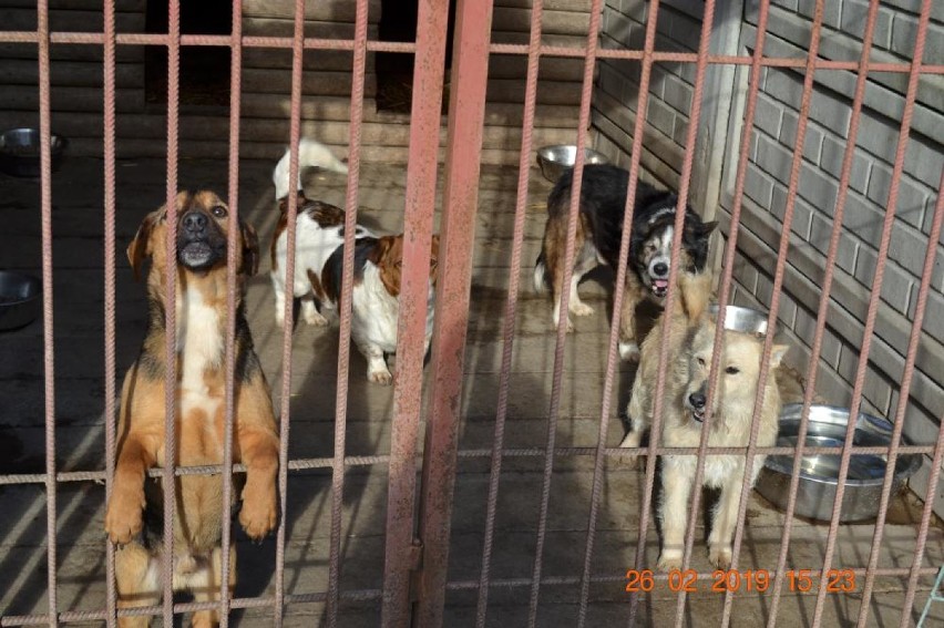 200 psów czeka na adopcję w schronisku w Jędrzejewie [ZDJĘCIA]