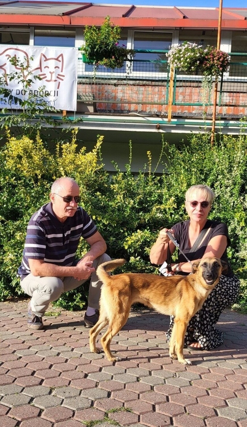 W Schronisku dla Zwierząt w Toruniu nie brakuje bezdomnych...