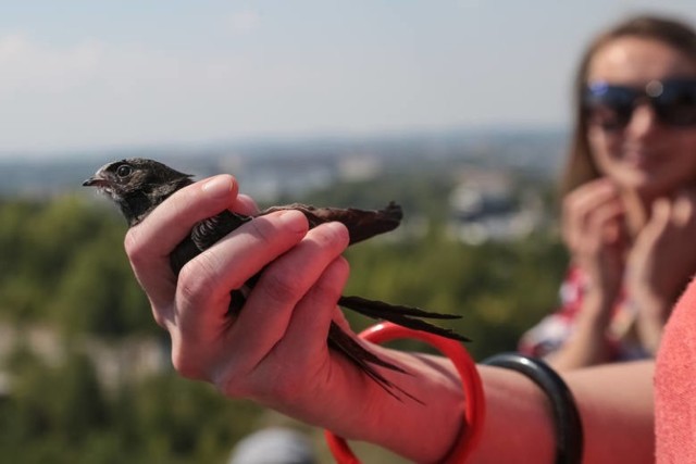 Jerzyk

Jerzyki – te niepozorne ptaki (często zresztą mylone z jaskółkami) są nieocenione w skutecznej walce z komarami. Tylko w ciągu doby jeden jerzyk zjada około 20 tysięcy owadów, w tym tych najbardziej dla nas dokuczliwych – komarów.