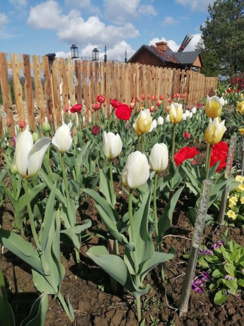Zdjęcia kwiatów z ogrodu w Olszynce w gm. Orły, niedaleko...