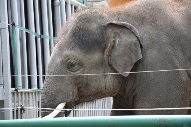 Dzień Pszczoły Miodnej już 12 sierpnia w Śląskim Ogrodzie Zoologicznym