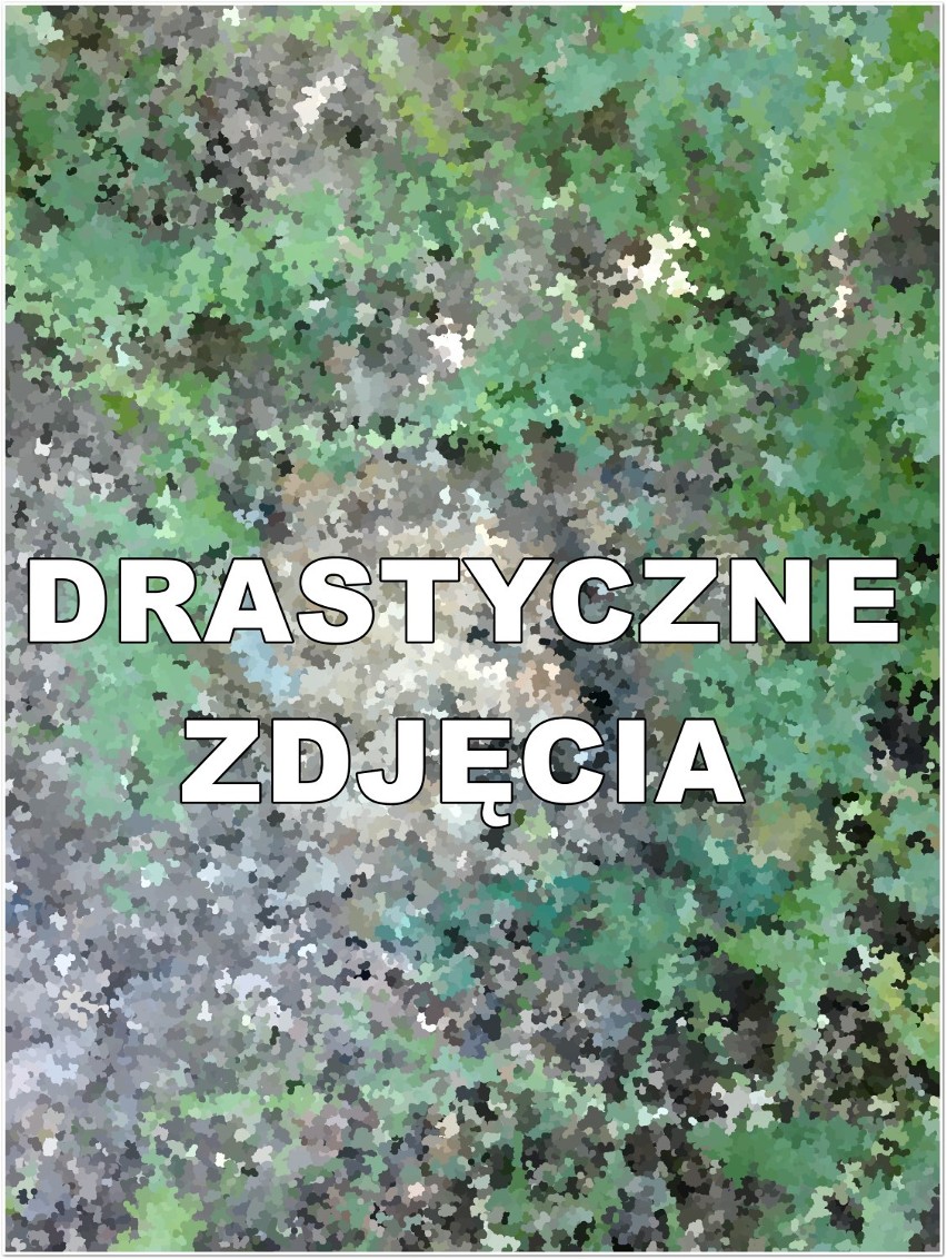 W pobliżu ogrodów działkowych znaleziono szczątki psa  (DRASTYCZNE ZDJĘCIA)