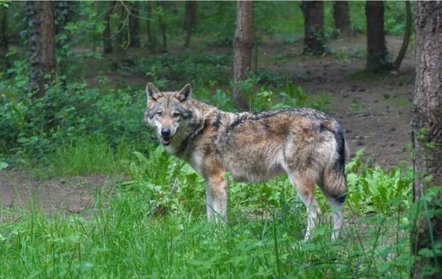 Najwięcej razy wilki widziane były na terenie gminy Kołaczyce i w lasach sąsiedniej Lubli.