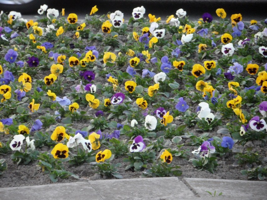 Kwiaty żory: Nasze miasto zdobi już 10825 kwiatów, a wkrótce pojawi się ich blisko 25000! FOTO