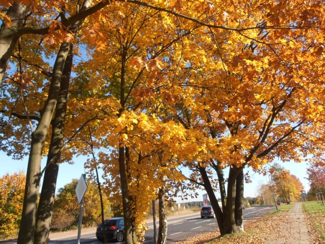 Jesienią liście drzew zmieniają kolor, by w końcu opaść przed zimą.