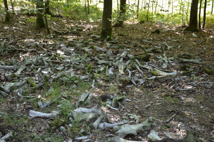 Sterty zwierzęcych kości zalegają na jednej z mniej...