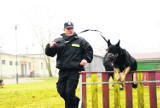 Gdyńscy policjanci mają dwa nowe psy poszukiwawcze. Wyszukają narkotyki i będą tropiły przestępców