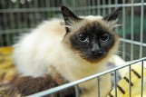 Poznań: Palmiarnia zaprasza na pokaz rasowych kotów