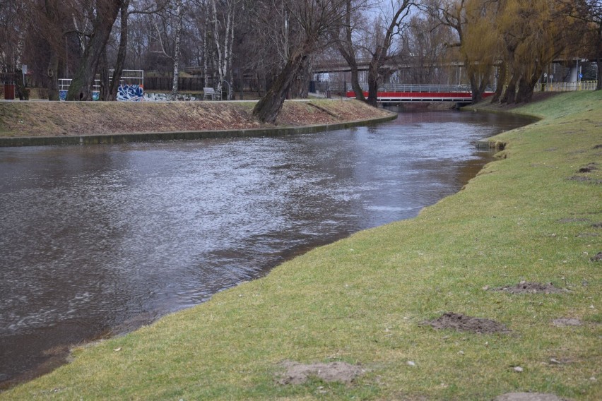 Przybyło wody w Raduni w Pruszczu. Rzeka ma nieco wyższy stan niż zwykle | ZDJĘCIA