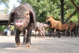 Kolejna para Jaś i Małgosia we Wrocławiu. Tym razem to świnki w zoo [foto]