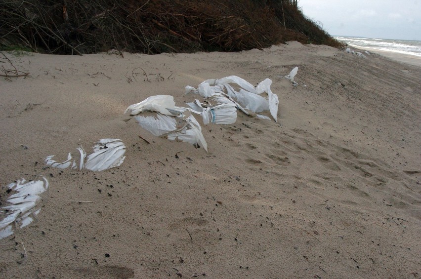 Ochrona morskiego brzegu przed sztormami w Rowach: Ułożyli worki z granulatem [FOTO]