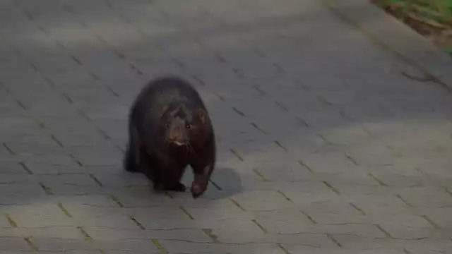 Norki amerykańskie i wydry europejskie spacerują przy Stawach Milickich
