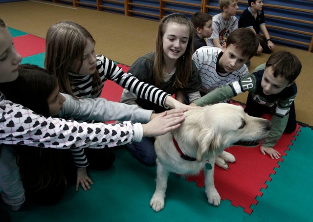 Akcja "Podaj Łapę Przyjacielowi" w sklepach Maxi Zoo. Kup naklejkę i pomóż niepełnosprawnym