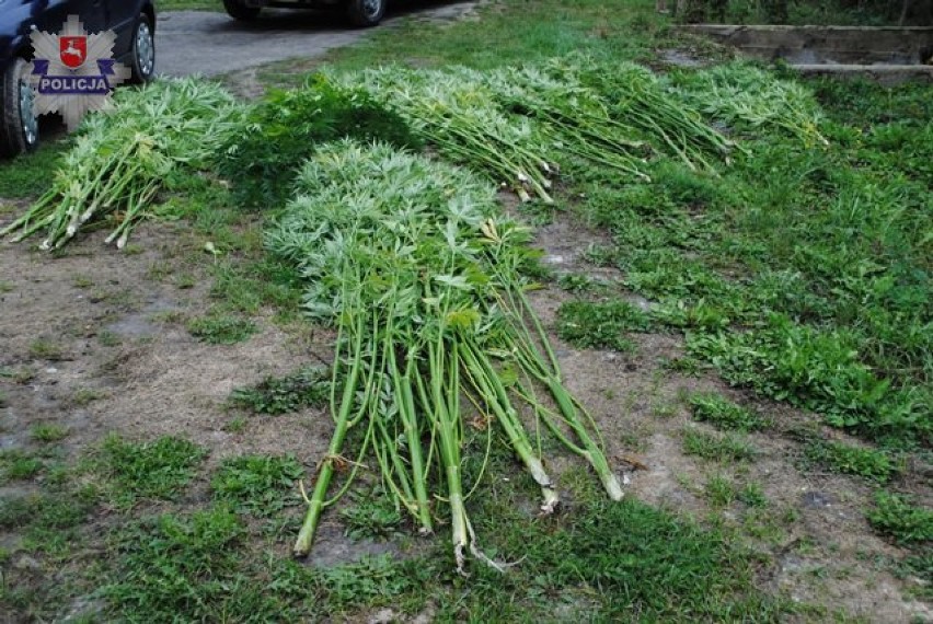 Policjanci zlikwidowali plantację konopi indyjskich