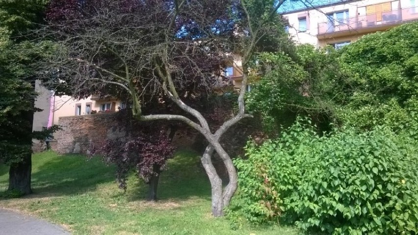 Urzędnicy z Raciborza zlecą wycinkę drzew w centrum miasta....