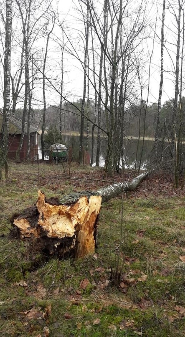 Od kilku dni w naszym regionie mocno wieje. Strażacy z OSP w Żydowie interweniowali m.in. w sprawie zerwanej linii energetycznej niedaleko Kawcza (gm. Miastko). Z kolei w Dyminie (gm. Koczała) podmuchy wiatru przewróciły kilka drzew.