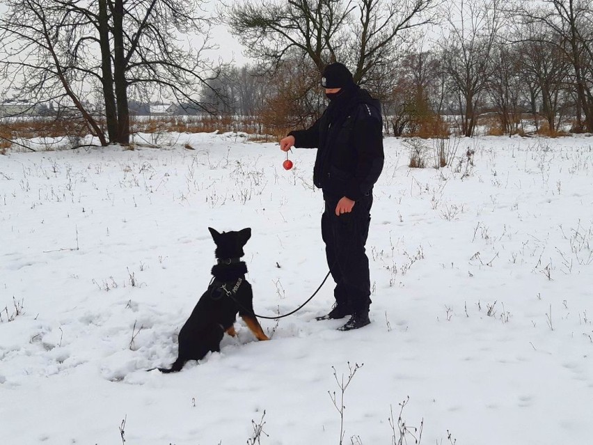 Inowrocław - Policyjne psy "nie zapadają w zimowy sen". Zobaczcie zdjęcia