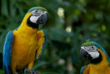 We Włocławku mamy 62 zwierzęta egzotyczne. Najwięcej papug. Jest też boa dusiciel