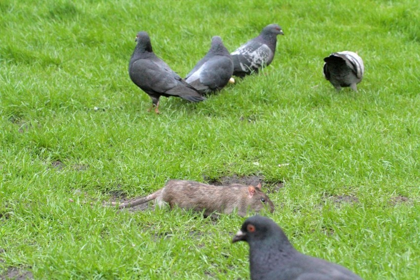 Kraków: miastu grozi plaga szczurów? [ZDJĘCIA]