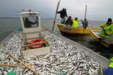 Sezon na śledzie: Wiosenne żniwa rybaków na Zalewie Wiślanym. W 2024 roku maksymalna cena za kilogram tej ryby wynosiła 3,5 zł 