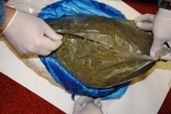 Policjanci znaleźli w sumie ponad 800 gram suszu marihuany