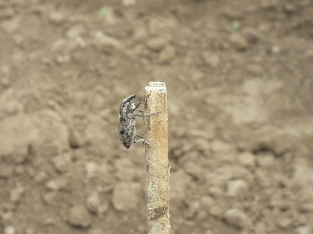 Szarek komośnik atakuje plantacje buraków cukrowych. Żarłoczny owad dał się we znaki głównie gospodarzom z gmin Dołhobyczów i Strzyżów