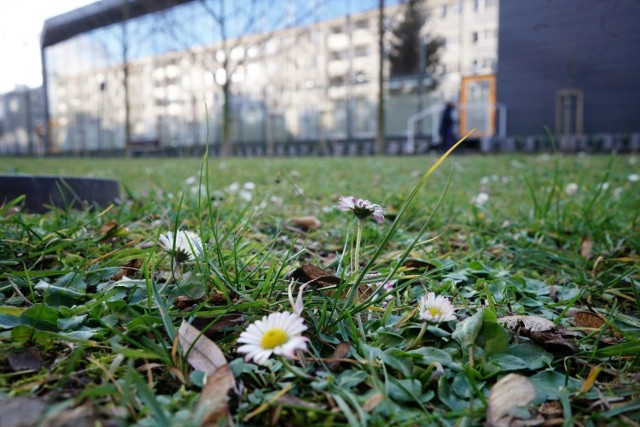 Chociaż do wiosny jeszcze daleko, pomiędzy blokami na os. Piastowskim zakwitły stokrotki. Zwykle te kwiaty zaczynają kwitnąć dopiero w kwietniu, ale wyjątkowo ciepła zima sprawiły, że pojawiły się już teraz. 

Zobacz więcej zdjęć ---->
