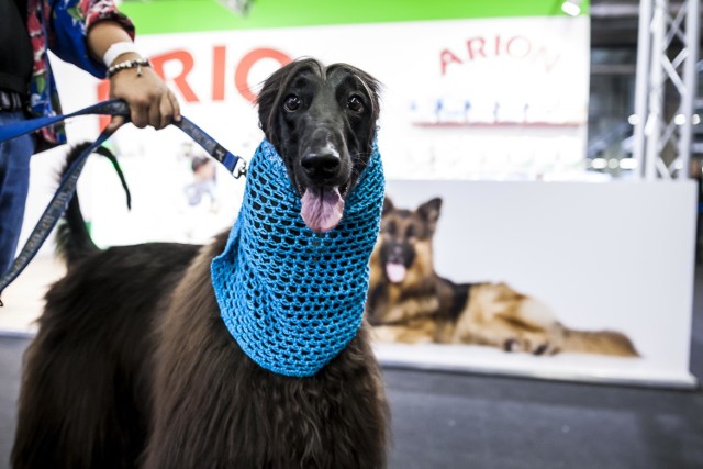 Euro Dog Show 2018 w Warszawie. W hali Ptak Warsaw Expo rozpoczęła się niezwykła wystawa psów. Impreza wróciła do Polski po 12 latach.