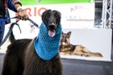 Euro Dog Show 2018 w Warszawie. Niezwykła wystawa psów w Ptak Warsaw Expo [ZDJĘCIA]