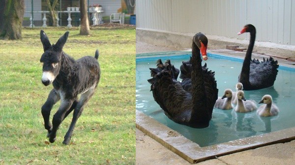 ZOO w Chorzowie ma nowych mieszkańców, m.in. małego osiołka