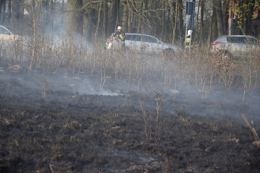 Powiat człuchowski. Ponad dwadzieścia interwencji strażaków. Pożar lasu w okolicach Klęśnika, w Stołcznie płonęły trawy...