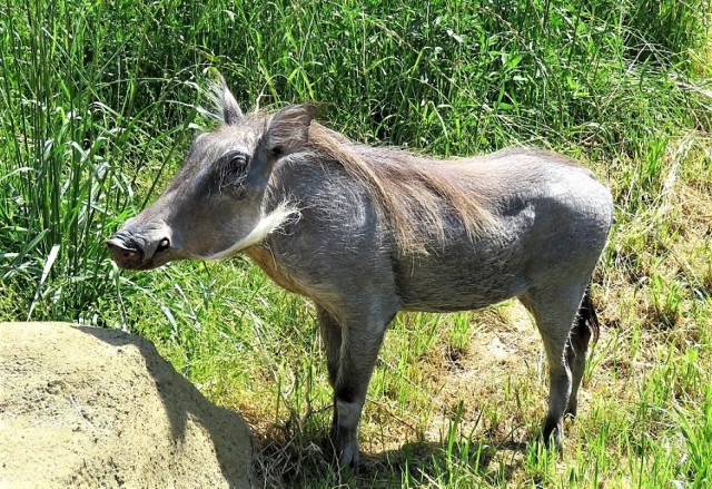 Nowy mieszkaniec zamojskiego Ogrodu Zoologicznego