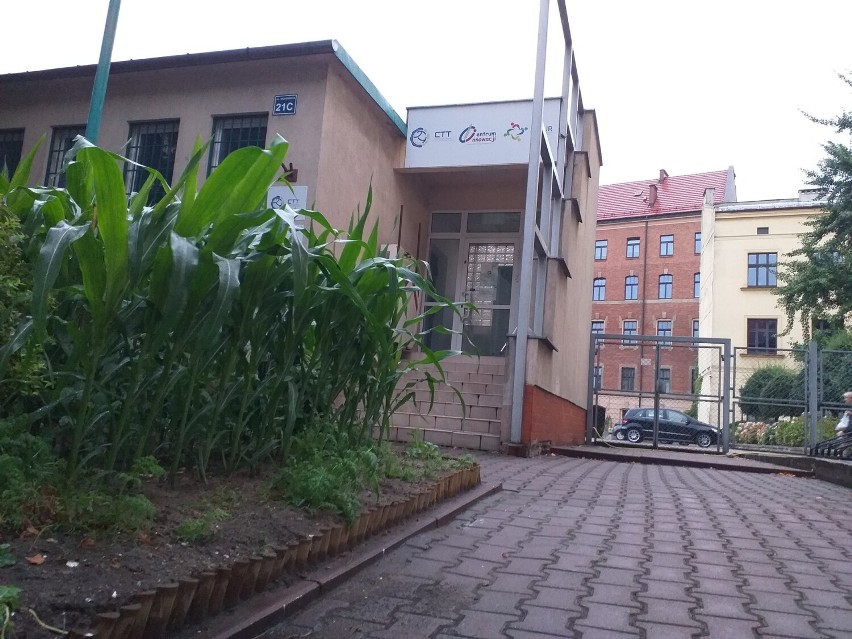 Rolnictwo w mieście. Uniwersytet uprawia kukurydzę i soję w centrum Krakowa. Pojawi się też ul