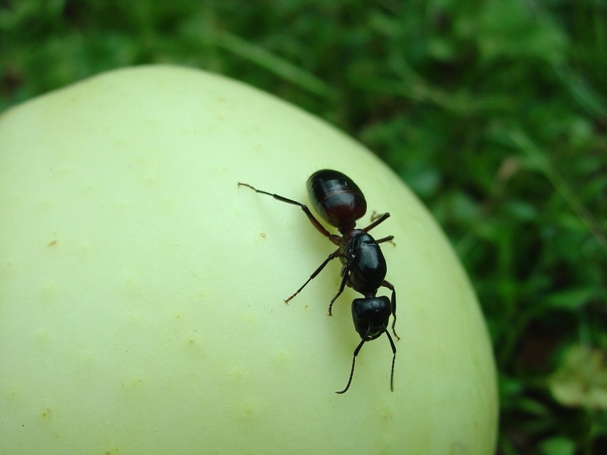 Są mrówki (bullet-ant), których ugryzienie boli tak jak...