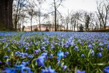 Piękna wiosna 2023  w Lesznie. W parku Jonstona  zakwitły niebieskie dywany ZDJĘCIA I FILM