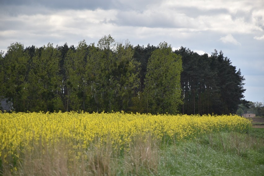 Kwitnące pola rzepaku w naszym powiecie. Piękne widoki i malownicze wiejskie tereny