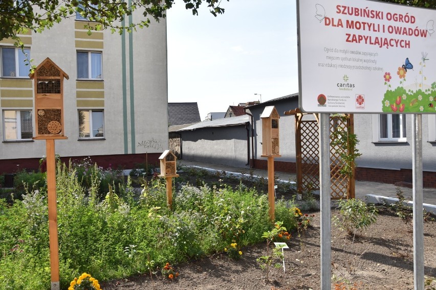 Otwarcie ogrodu dla motyli i owadów zapylających w centrum...